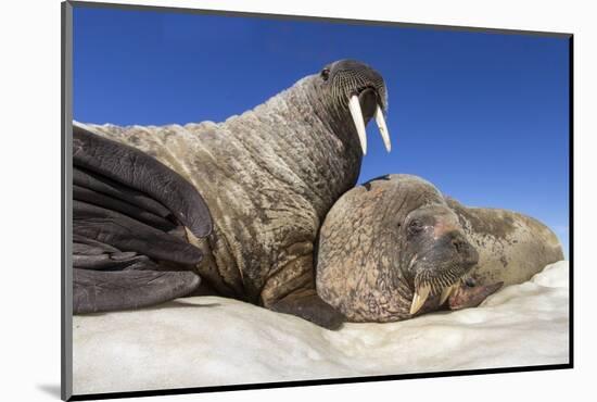 Walruses on Iceberg, Hudson Bay, Nunavut, Canada-Paul Souders-Mounted Photographic Print