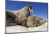 Walruses on Iceberg, Hudson Bay, Nunavut, Canada-Paul Souders-Mounted Photographic Print