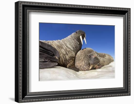 Walruses on Iceberg, Hudson Bay, Nunavut, Canada-Paul Souders-Framed Photographic Print