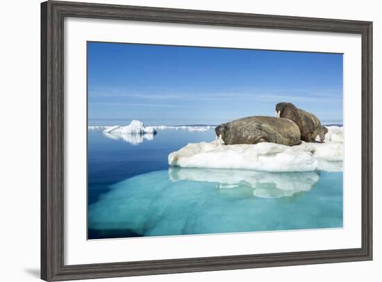 Walruses on Iceberg, Hudson Bay, Nunavut, Canada-Paul Souders-Framed Photographic Print