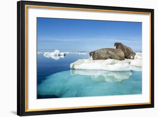 Walruses on Iceberg, Hudson Bay, Nunavut, Canada-Paul Souders-Framed Photographic Print