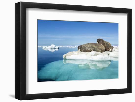 Walruses on Iceberg, Hudson Bay, Nunavut, Canada-Paul Souders-Framed Photographic Print