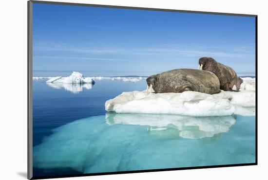 Walruses on Iceberg, Hudson Bay, Nunavut, Canada-Paul Souders-Mounted Photographic Print