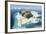 Walruses on Iceberg, Hudson Bay, Nunavut, Canada-Paul Souders-Framed Photographic Print