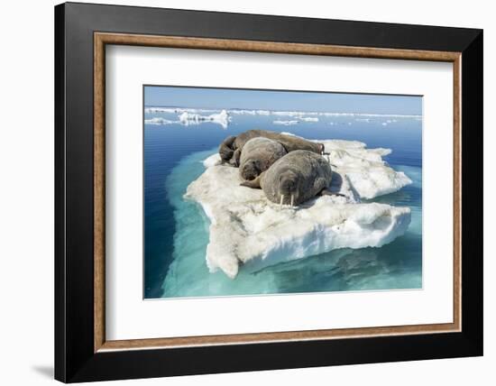 Walruses on Iceberg, Hudson Bay, Nunavut, Canada-Paul Souders-Framed Photographic Print