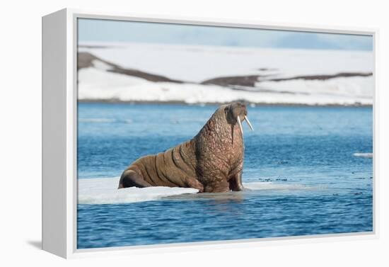 Walruses on Spitsbergen-Inge Jansen-Framed Premier Image Canvas