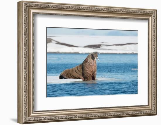 Walruses on Spitsbergen-Inge Jansen-Framed Photographic Print