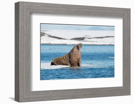 Walruses on Spitsbergen-Inge Jansen-Framed Photographic Print