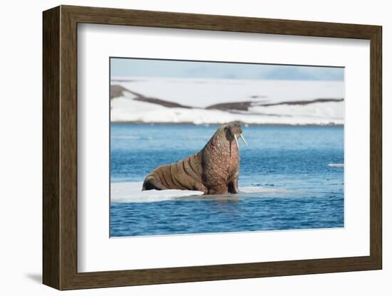 Walruses on Spitsbergen-Inge Jansen-Framed Photographic Print