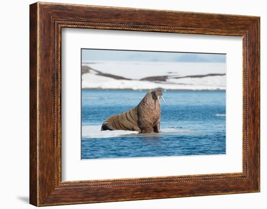 Walruses on Spitsbergen-Inge Jansen-Framed Photographic Print