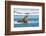 Walruses on Spitsbergen-Inge Jansen-Framed Photographic Print