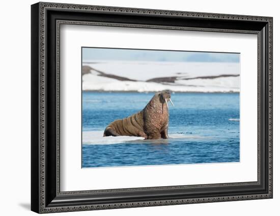 Walruses on Spitsbergen-Inge Jansen-Framed Photographic Print