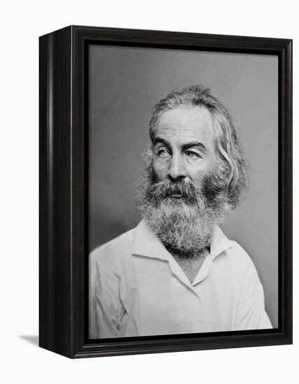 Walt Whitman American Poet, Author, and Journalist in Portrait from Mathew Brady Studio, 1863-null-Framed Stretched Canvas
