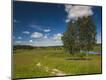 Photographic Print