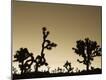 Premium Photographic Print