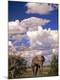 Photographic Print