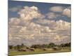 Photographic Print