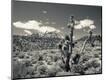 Photographic Print