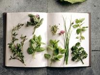 Various Salad Herbs on an Open Book-Walter Cimbal-Framed Photographic Print