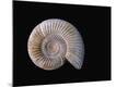Premium Photographic Print