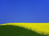 Blooming Rape Plant Field-Walter Geiersperger-Photographic Print