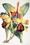 Odontoglossum Coronarium, 1864-1874-Walter Hood Fitch-Giclee Print