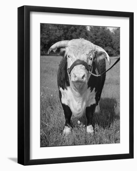Photographic Print, , large