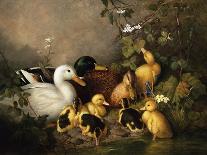 A Family of Ducks on the Riverbank-Walter Watson-Giclee Print