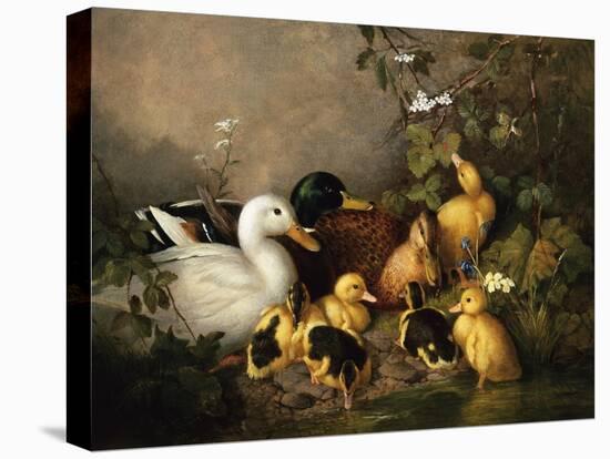 Stretched Canvas Print, , large