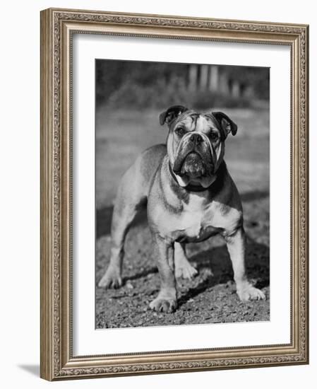 Waltonian Lionheart Royalist-Thomas Fall-Framed Photographic Print