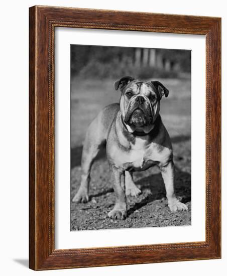 Waltonian Lionheart Royalist-Thomas Fall-Framed Photographic Print