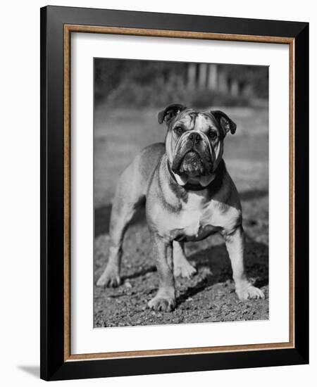 Waltonian Lionheart Royalist-Thomas Fall-Framed Photographic Print