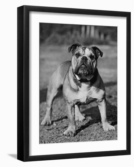 Waltonian Lionheart Royalist-Thomas Fall-Framed Photographic Print