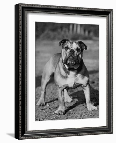 Waltonian Lionheart Royalist-Thomas Fall-Framed Photographic Print