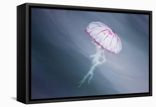 Walvis Bay, Namibia. Close-up of Jellyfish-Janet Muir-Framed Premier Image Canvas