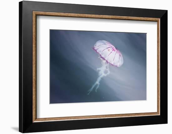 Walvis Bay, Namibia. Close-up of Jellyfish-Janet Muir-Framed Photographic Print