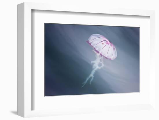 Walvis Bay, Namibia. Close-up of Jellyfish-Janet Muir-Framed Photographic Print