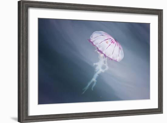 Walvis Bay, Namibia. Close-up of Jellyfish-Janet Muir-Framed Photographic Print