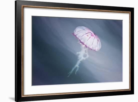 Walvis Bay, Namibia. Close-up of Jellyfish-Janet Muir-Framed Photographic Print