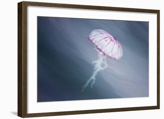 Walvis Bay, Namibia. Close-up of Jellyfish-Janet Muir-Framed Photographic Print