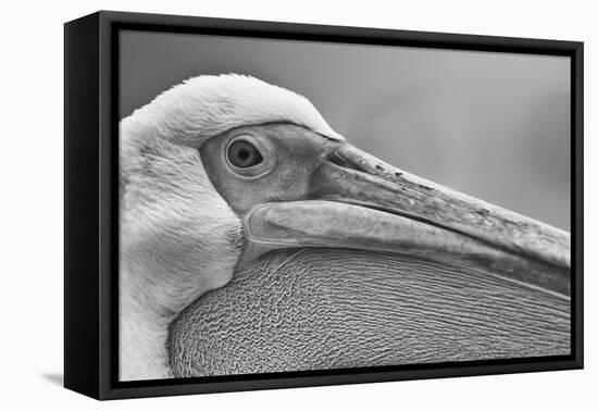Walvis Bay, Namibia. Extreme Close-up of Eastern White Pelican-Janet Muir-Framed Premier Image Canvas