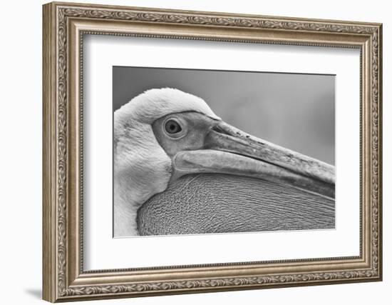 Walvis Bay, Namibia. Extreme Close-up of Eastern White Pelican-Janet Muir-Framed Photographic Print