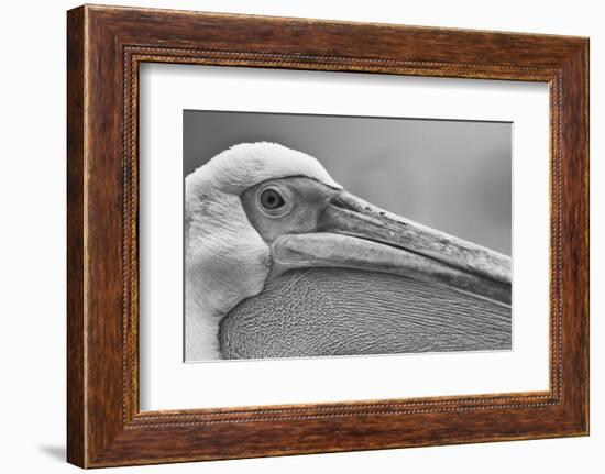 Walvis Bay, Namibia. Extreme Close-up of Eastern White Pelican-Janet Muir-Framed Photographic Print