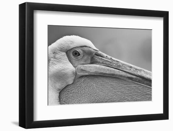 Walvis Bay, Namibia. Extreme Close-up of Eastern White Pelican-Janet Muir-Framed Photographic Print