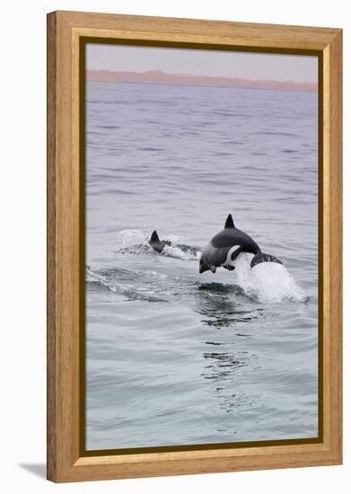 Walvis Bay, Namibia. Rare Pregnant Heaviside's Dolphin Breaching-Janet Muir-Framed Premier Image Canvas