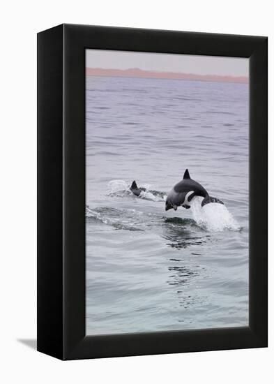 Walvis Bay, Namibia. Rare Pregnant Heaviside's Dolphin Breaching-Janet Muir-Framed Premier Image Canvas