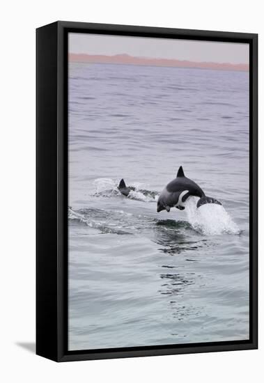 Walvis Bay, Namibia. Rare Pregnant Heaviside's Dolphin Breaching-Janet Muir-Framed Premier Image Canvas