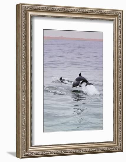 Walvis Bay, Namibia. Rare Pregnant Heaviside's Dolphin Breaching-Janet Muir-Framed Photographic Print