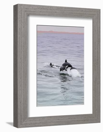 Walvis Bay, Namibia. Rare Pregnant Heaviside's Dolphin Breaching-Janet Muir-Framed Photographic Print