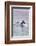 Walvis Bay, Namibia. Rare Pregnant Heaviside's Dolphin Breaching-Janet Muir-Framed Photographic Print